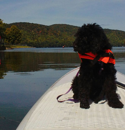 Talulah pup on her first SUP
