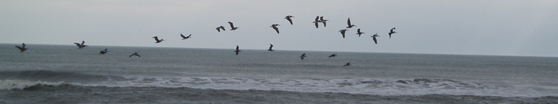 Pelican flight, Atlantic coast of North Carolina